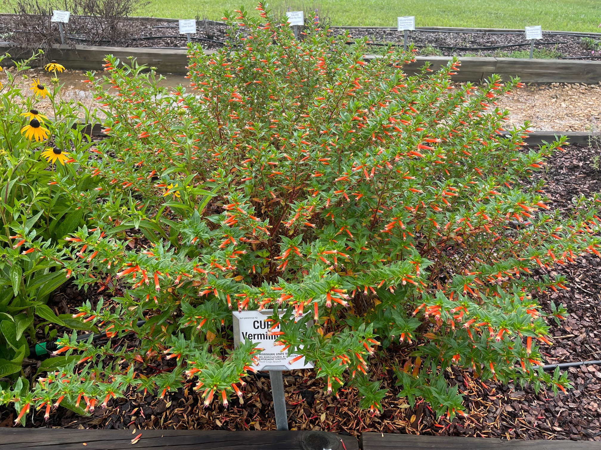 A lush green shrub with numerous small, tubular orange flowers is planted in a garden bed. The plant is identified by a sign that reads